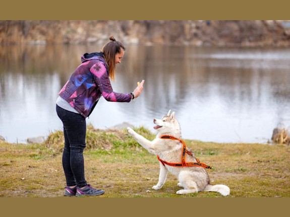 Pet Boarding: 50+ Capacity in Central Nebraska