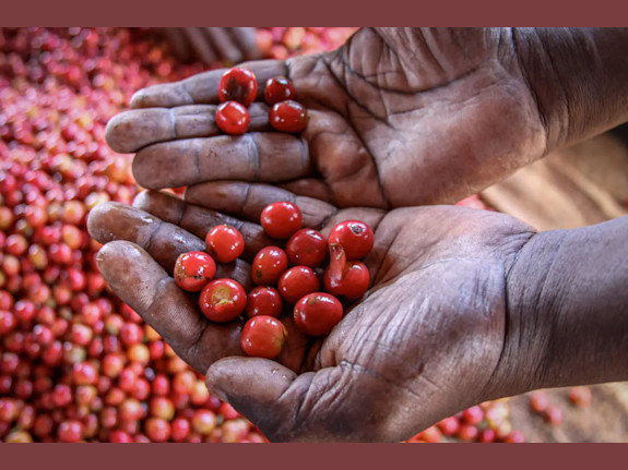 Kenya Premium Coffee