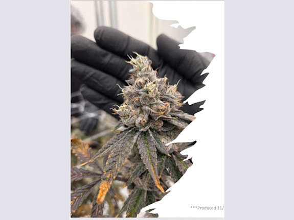 Cannabis EU-GMP Certification Q1 2026. Canada Hub