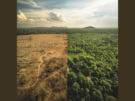 Funding for New Feedstocks-Reforestation