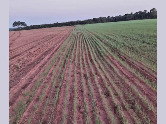 Agriculture Farm in Itapua, Paraguay