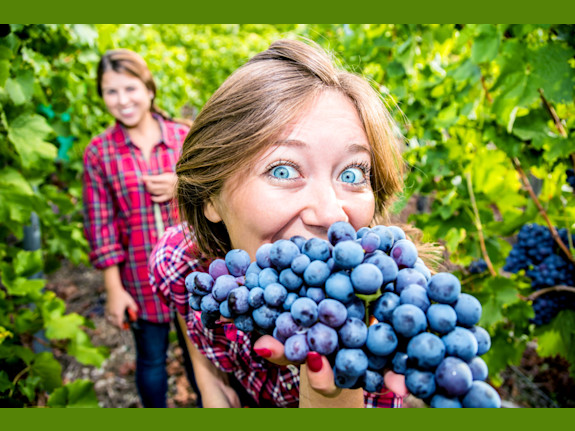 Optometry Practice:  Napa Valley, Ca  $1Mm Gross