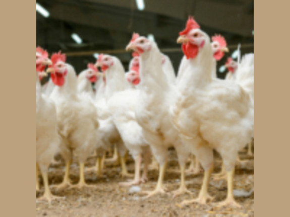 Profitable Poultry Business