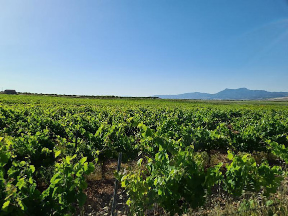 Spain: 173 hectare Vineyard in DO Cariñena