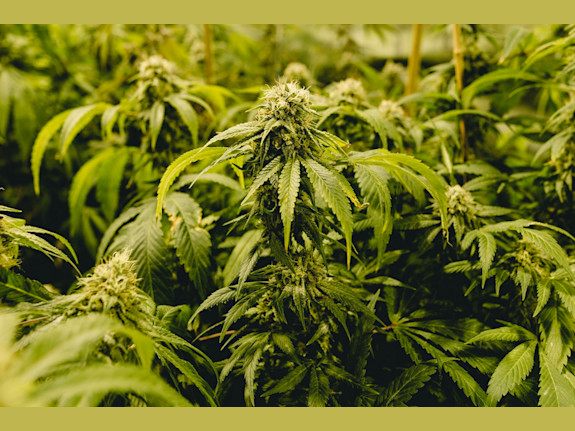 Profitable, Vertically-Licensed NY Cannabis Co.