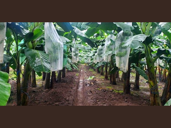 Banana Plantation for Sale in Ecuador