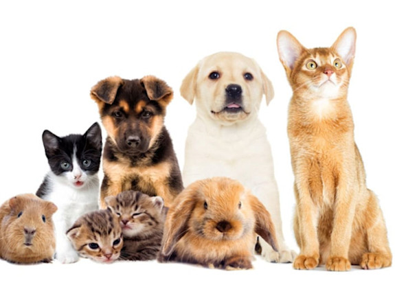 Profitable Multi-Location Pet Stores for Sale in Eastern Ontario