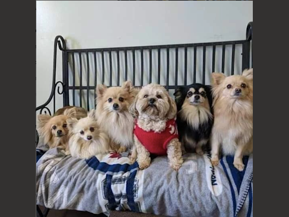 Established Pet Daycare & Grooming Business