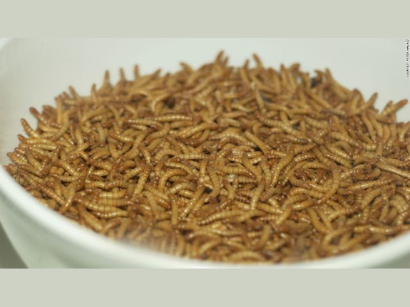 Circular Insect Protein Producer
