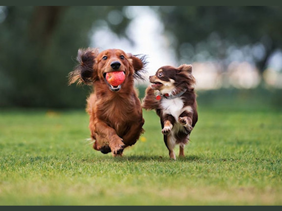 Franchised Pet Store with High Margins