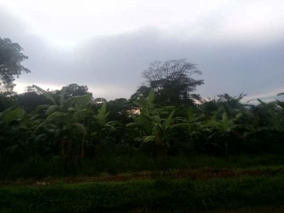 1000 Acres / 1.5 Square Mile In Kyankwanzi District