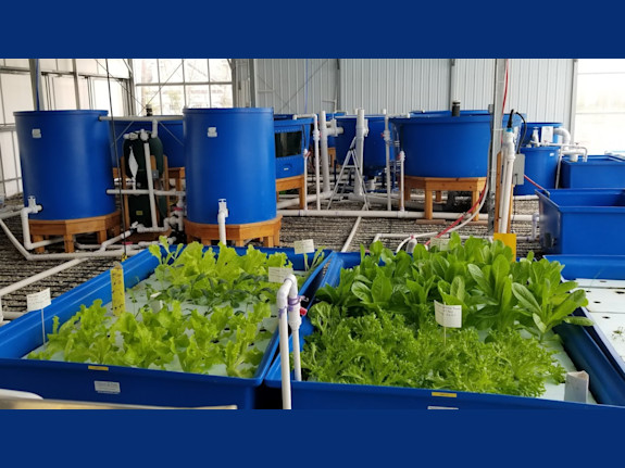 Aquaponic / Hydroponics  - Turn-key Business