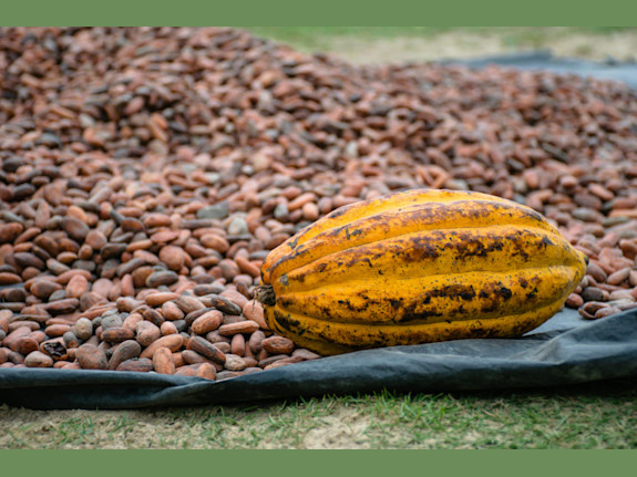 Receivable Finance For Spanish Cocoa Trader