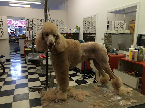 Dog Grooming Store For Sale in Suffolk County