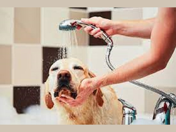 Local Pet Grooming Salon for Sale in AL