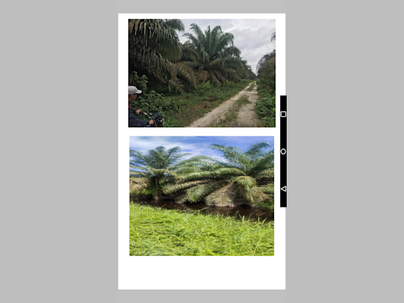 For sale Palm Oil Plantation + Palm Oil Factory