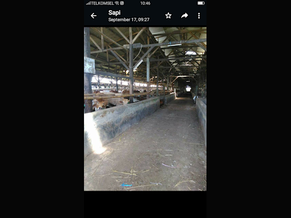 Cows Cattle Farms 14.6 Hec For Sale USD 6 Millions