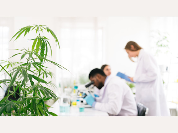 Launch Your Own Cannabis Brand in Arizona