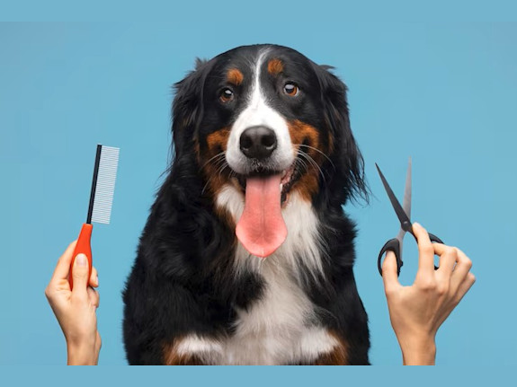 Dog Groomer and Boarding Kitsap County