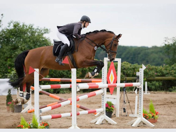 50+ Year Old Hunter & Jumper Equestrian Specialty Retailer