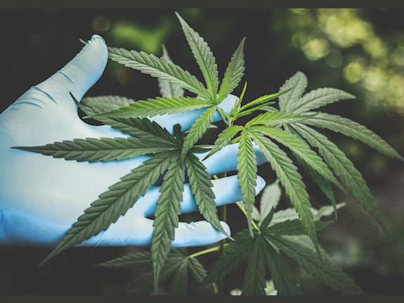 Premier Cannabis Cultivator & Manufacturer