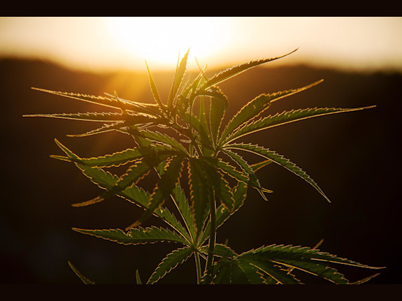 Cannabis Funding for Urban Properties