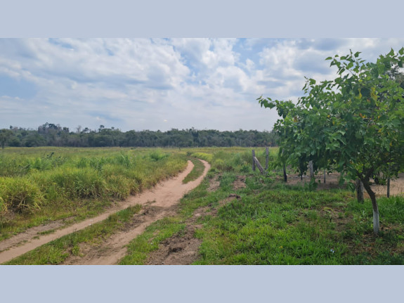 Premium Soy Bean Land