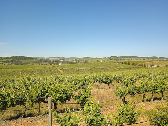 Farm 145Ha with Vineyard of 30Ha in Portugal