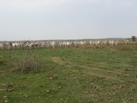 Excellent Cattle Ranch For Sale Paraguay