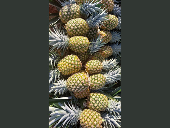 Pineapple Farmland Investment Opportunity