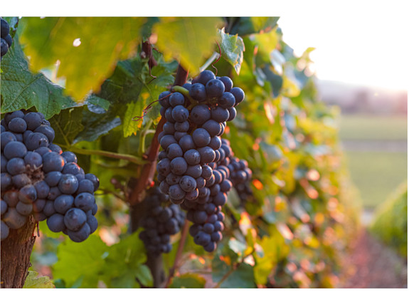 Premium Wine Tour Operator Business Opportunity –