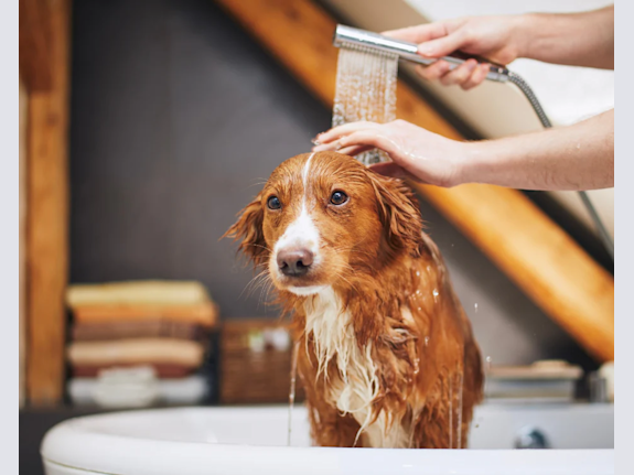 Pet Care & Retail Business – 15+ Years of Success