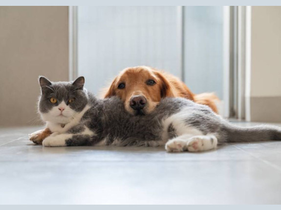 Premier Luxury Pet Hotel in West Central Indiana