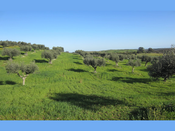 Property with Great Tourist Potential/ Alqueva