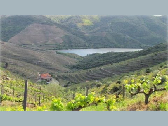 Farm in Douro 70Ha - Porto Wine Production