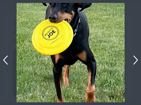 Outdoor Mosquito Control Treatment Business Franchise for Sale