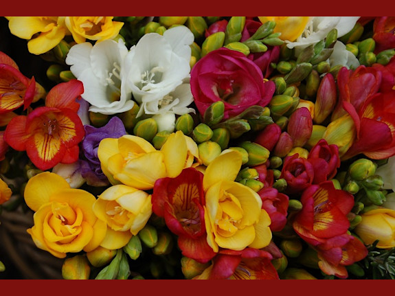Florist Business For Sale in New Jersey