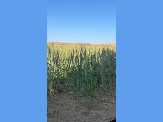 17 acre Fully Equipped Farm in Egy For Sale