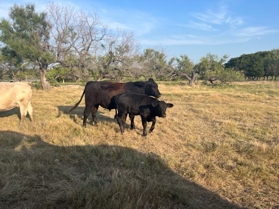 Large Beef Supplier Seeking U.S./Int'l Markets