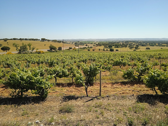 Farm 145Ha with Vineyard of 30Ha in Portugal