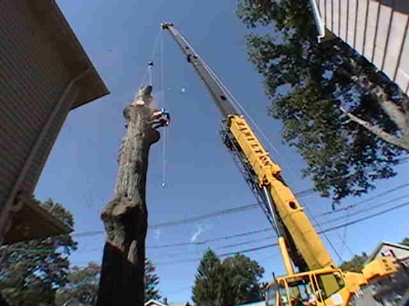 Quality Arborist Business for Sale in Essex County