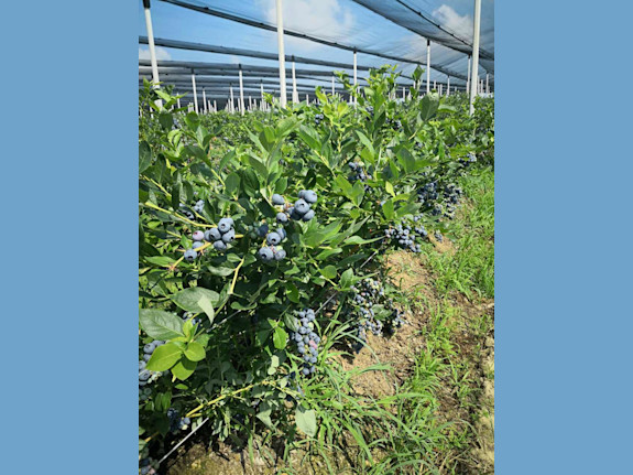 Blueberry Orchard For Sale. Serbia