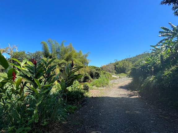 Untapped Potential of a Coffee Paradise