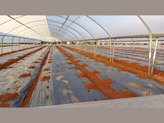 20,000 M2 Polytunnel Greenhouse Complex