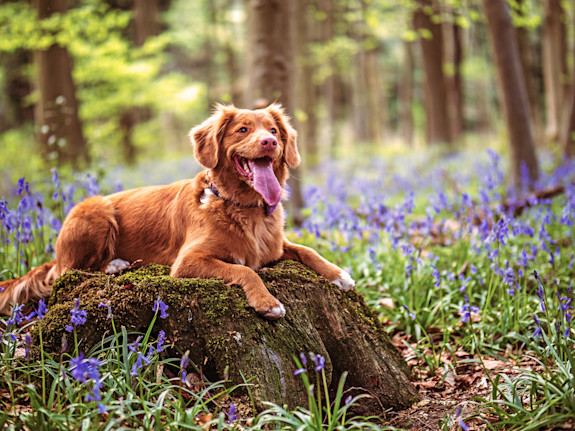 Luxury Mobile Pet Grooming Company