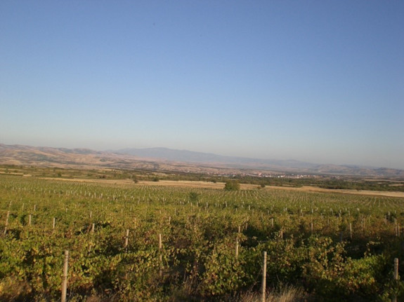 Vineyard for selling in Gorobinci ,N.Macedonia