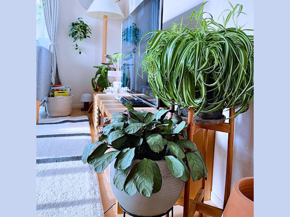 Profitable Home & Garden Ecommerce Site