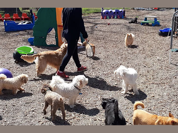 Established Pet Daycare & Grooming Business