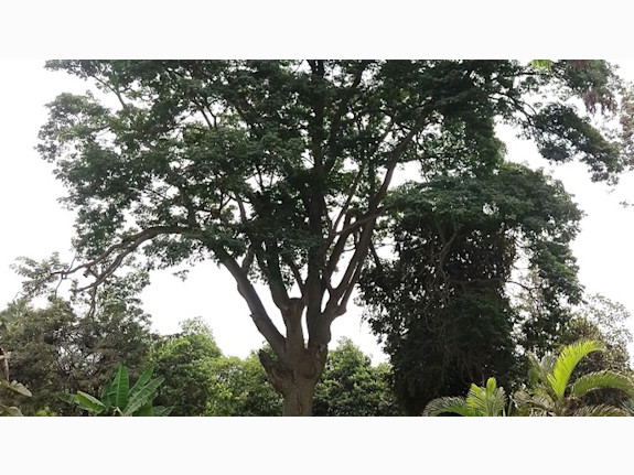 Sale of 16-hectare farm, Iquitos-Peru