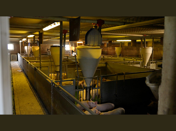 Sustainable & Profitable Intensive Pig Farming Com